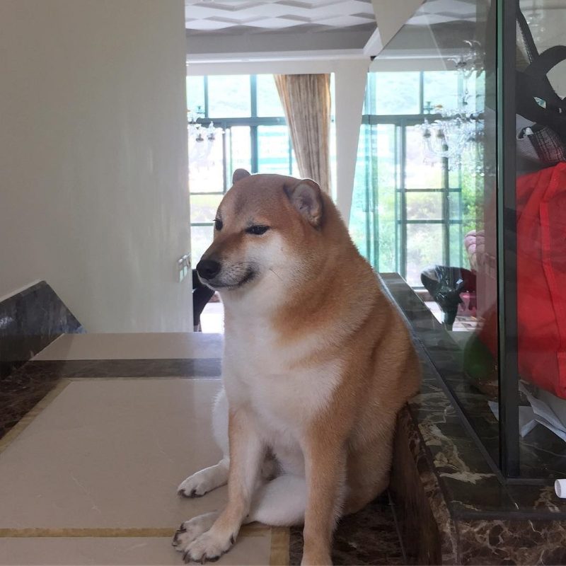 Chú chó nguyên gốc của meme Cheems nổi tiếng