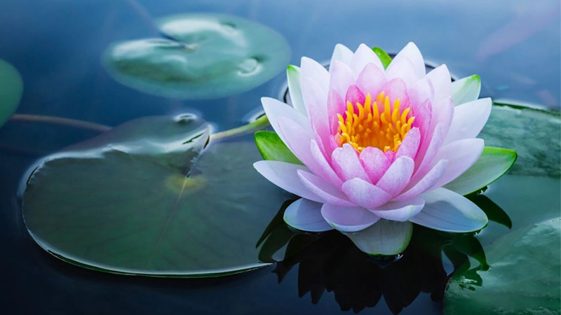 Vì sao hình nền hoa sen lại được ưa chuộng