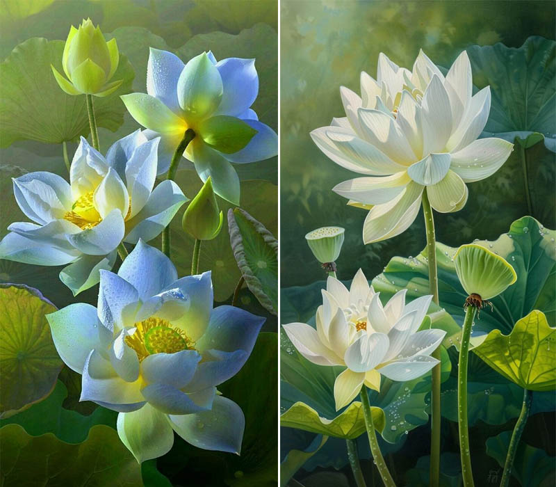 Hình nền hoa sen trắng thanh tao, nhẹ nhàng