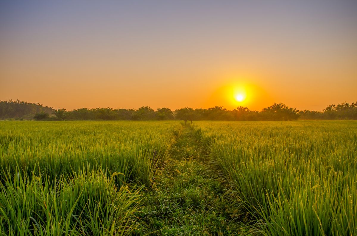 Hình ảnh đồng quê đẹp nhất là nắng mai chiếu qua mái nhà tranh