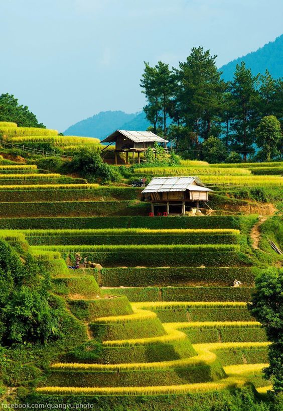 Hình ảnh đồng quê đẹp nhất với ruộng bậc thang xếp lớp kỳ vĩ