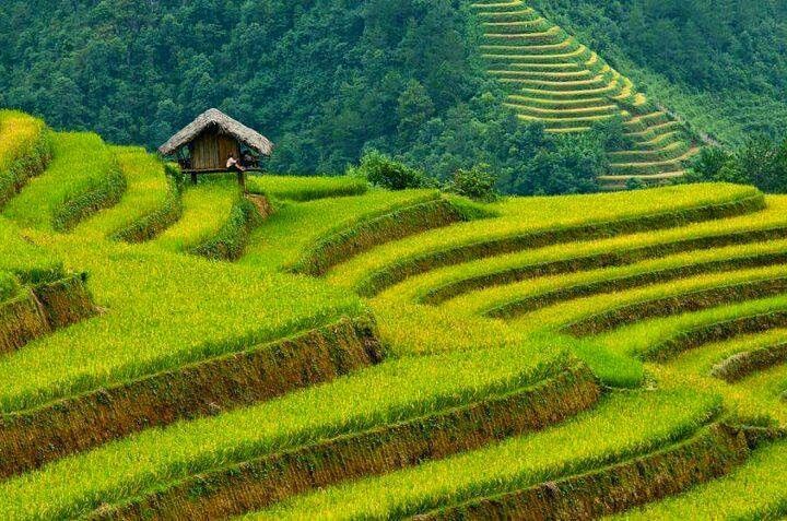 Cảnh quê yên bình khi chiều xuống trên ruộng bậc thang tây bắc