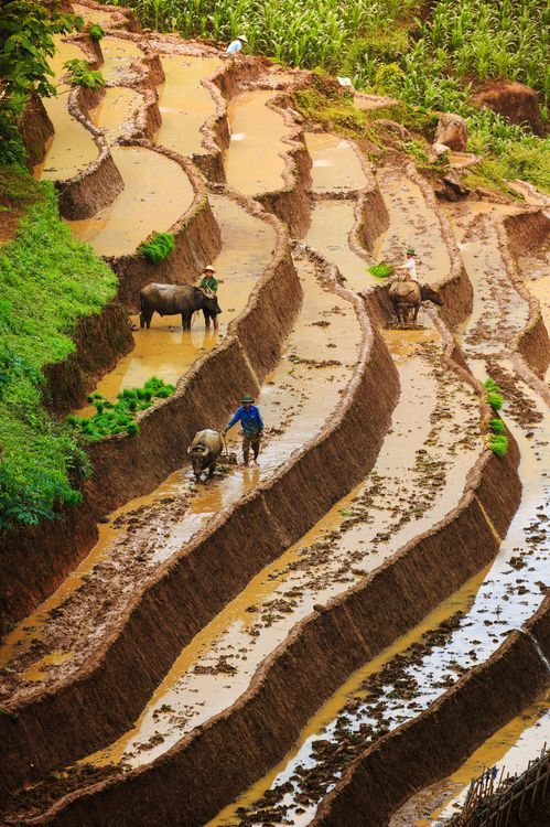 Hình ảnh bình yên ở quê với nông dân cấy lúa trên baccj thang