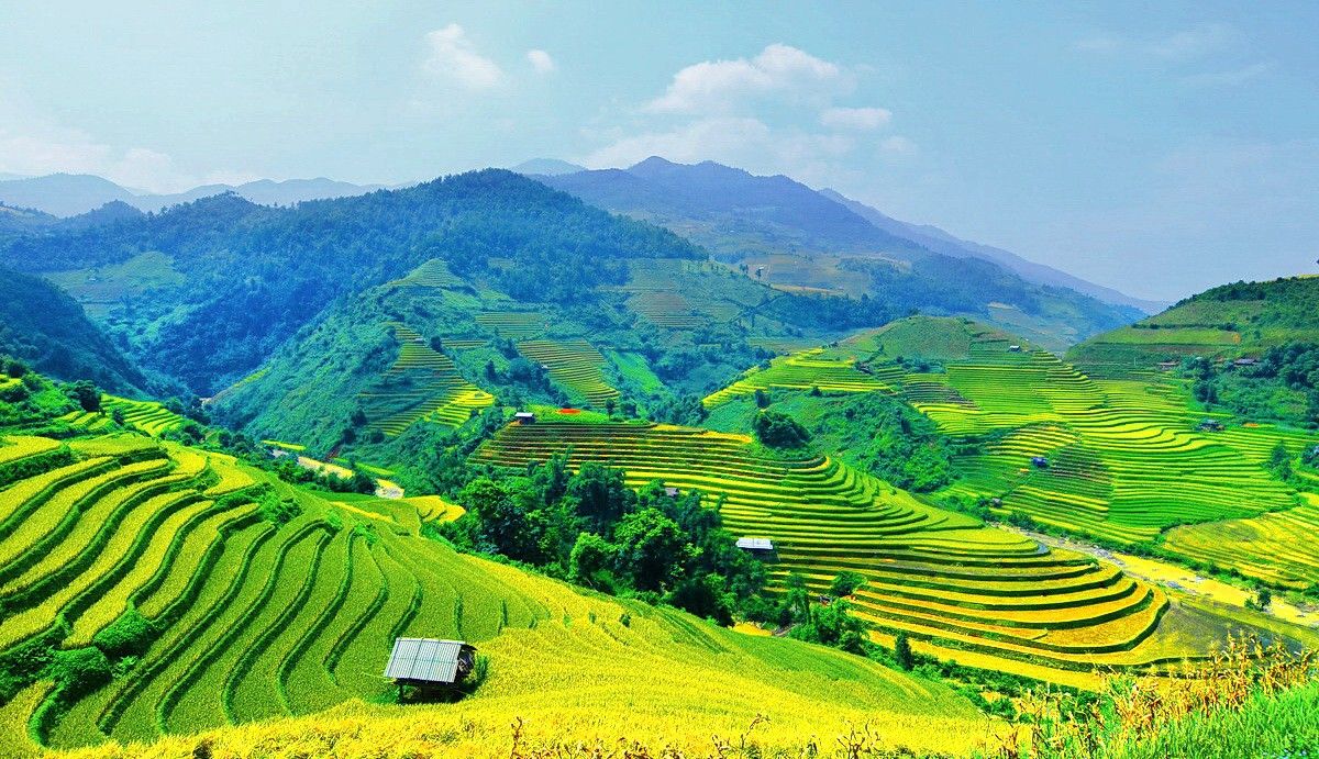 Hình nền quê hương việt nam nổi bật với ruộng bậc thang mùa gặt