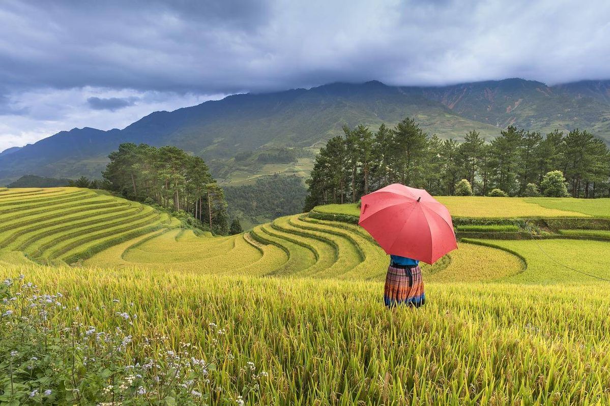 Hình ảnh làng quê thanh bình có bà con gụi lúa trên bậc thang
