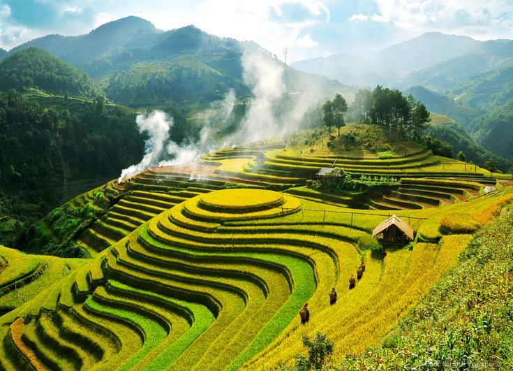 Cánh đồng quê mùa gặt từng bậc thang trĩu hạt cho thu hoạch