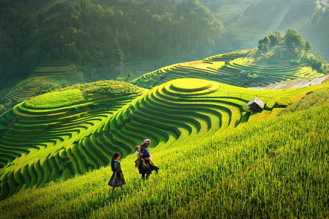 200+ ảnh đồng quê yên bình, đẹp như tranh vẽ cực chill ở Việt Nam