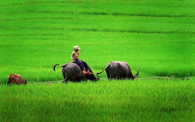 Hình ảnh yên bình ở quê với con trâu