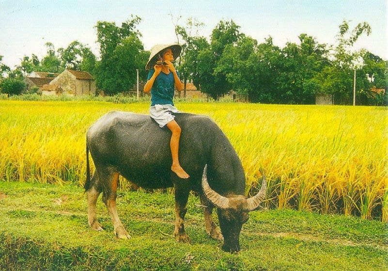 Ảnh đồng quê có con trâu gặm cỏ