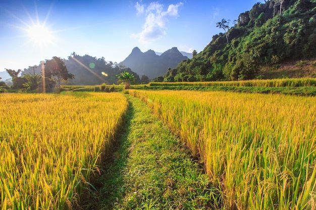 Ảnh đồng quê có lúa chín