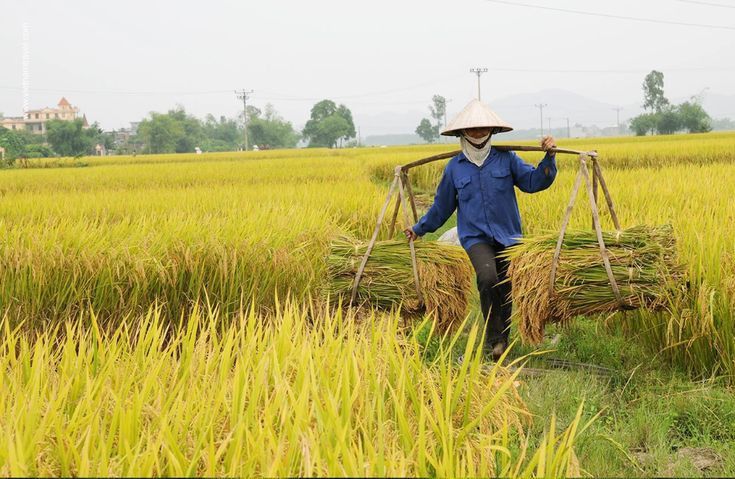 Ảnh đồng quê có bác nông dân
