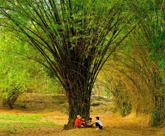 Ảnh đồng quê có trẻ em chơi đùa dưới tán tre