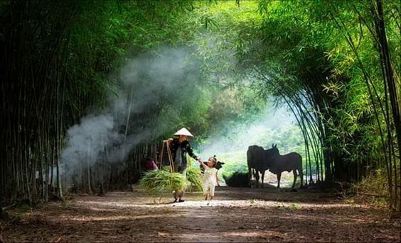 Ảnh đồng quê chill dưới lũy tre xanh rợp lối nhỏ
