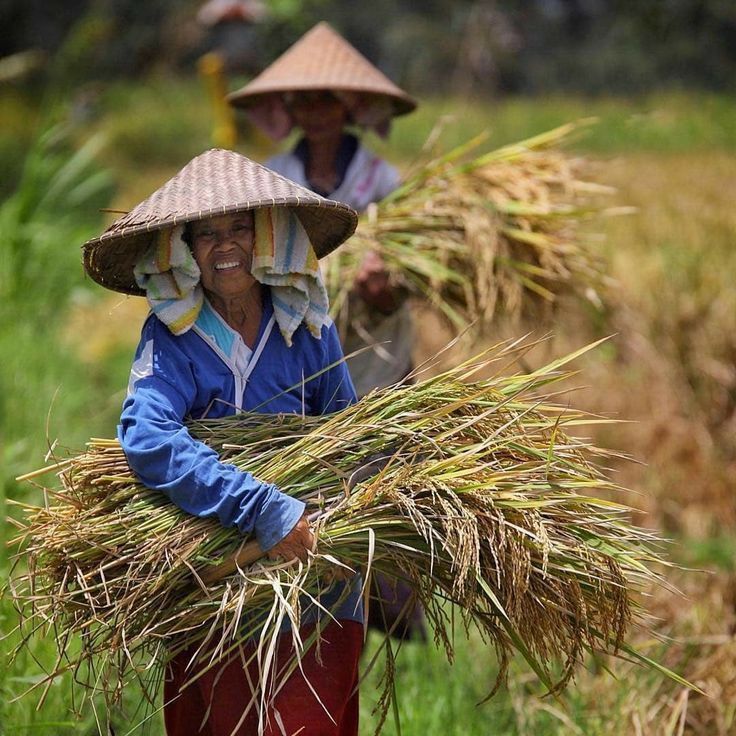 Ảnh đồng quê yên bình với nông dân gặt lúa dưới nắng