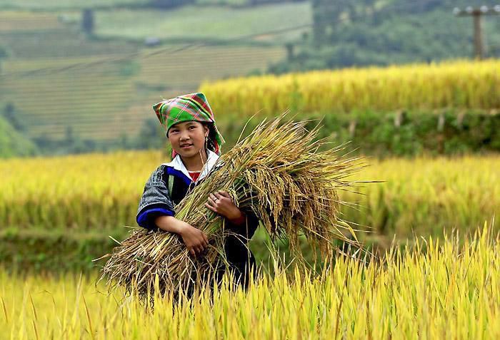 Hình ảnh đồng quê đẹp nhất khi người nông dân đăng cắt lúa
