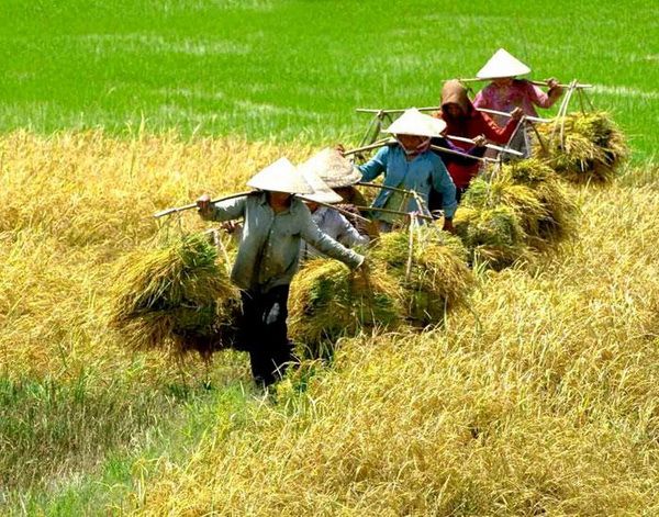 Cảnh quê yên bình khi gió chiều thổi nhẹ qua ruộng