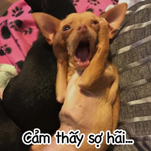 999+ ảnh meme chó hài hước, meme chó cute (Phần #1)