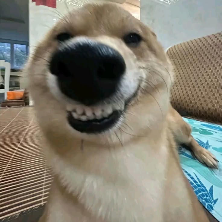 Tổng hợp 50 ảnh Meme Chó Cắn, Chó Gầm Gừ Nhe Răng vừa hung ...