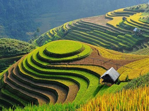 Sử dụng các đường cong