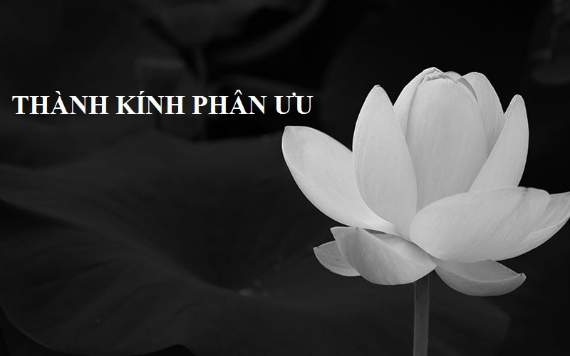 50+ mẫu tải ảnh hoa sen trắng đám tang ảnh đại diện ý nghĩa