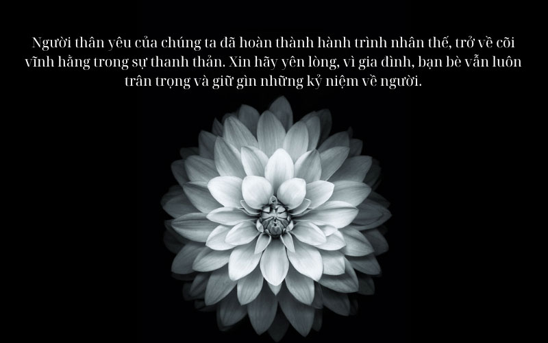 50+ mẫu tải ảnh hoa sen trắng đám tang ảnh đại diện ý nghĩa