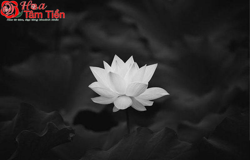 50+ mẫu tải ảnh hoa sen trắng đám tang ảnh đại diện ý nghĩa