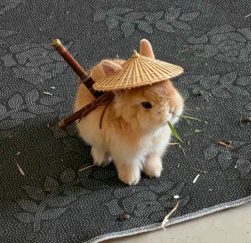 Hình ảnh con thỏ cute tai dài siêu đáng yêu