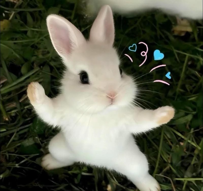Hình ảnh con thỏ cute trắng hồng ngộ nghĩnh