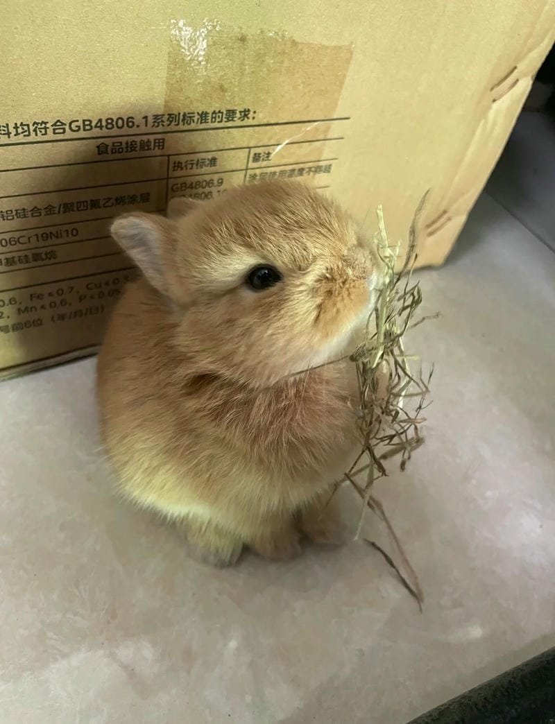 Hình ảnh con thỏ cute phong cách anime dễ thương
