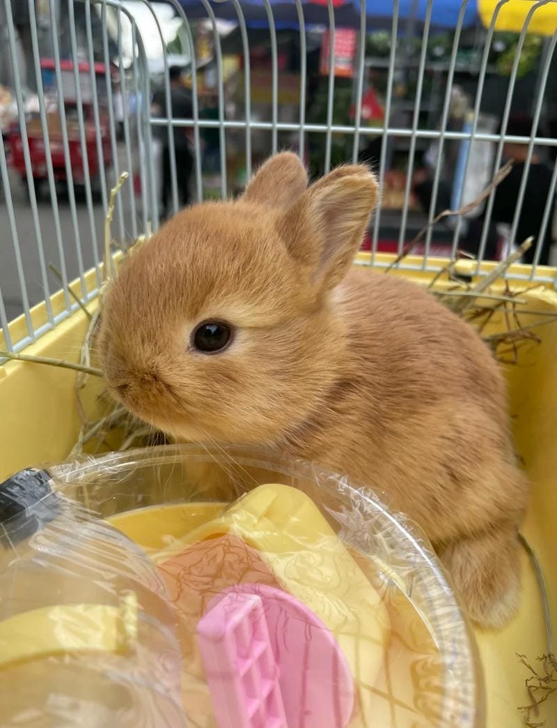 Hình ảnh con thỏ cute làm ảnh đại diện đẹp