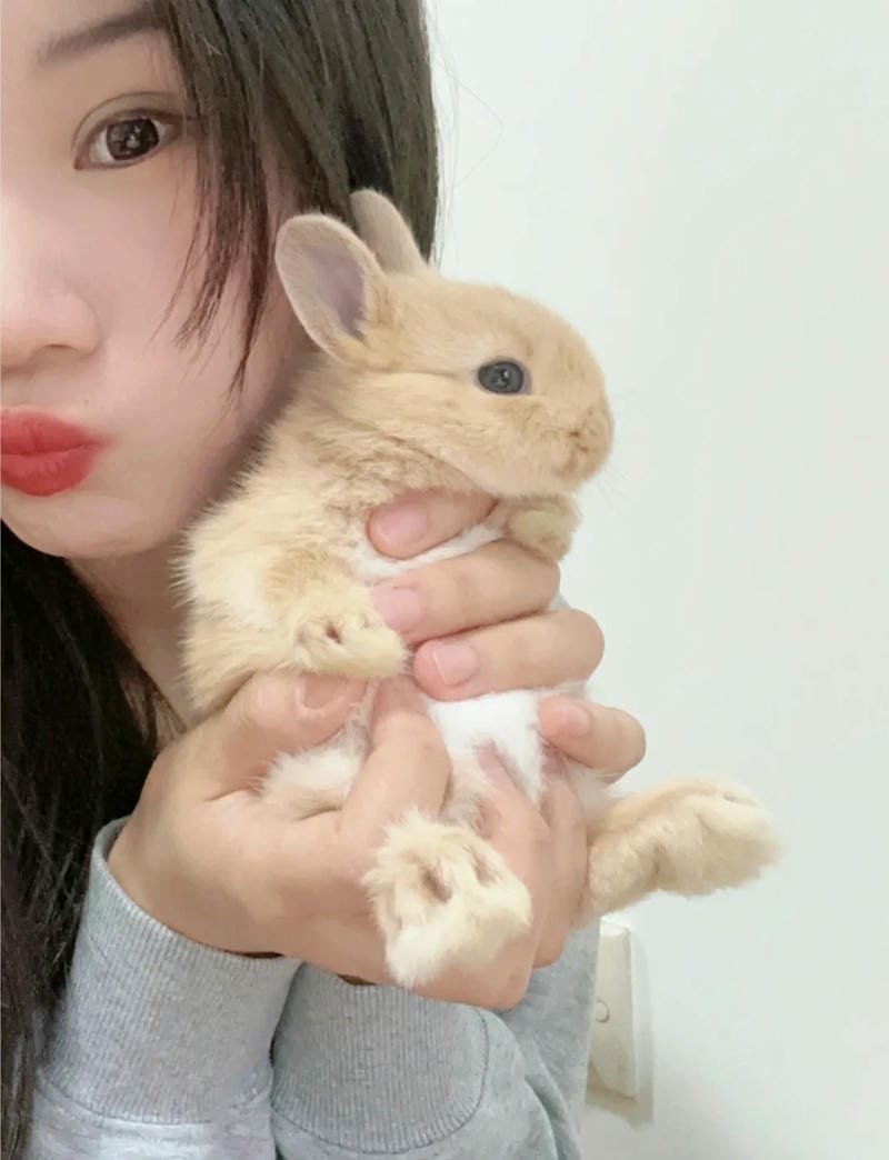 Ảnh động vật dễ thương với chú thỏ đáng yêu