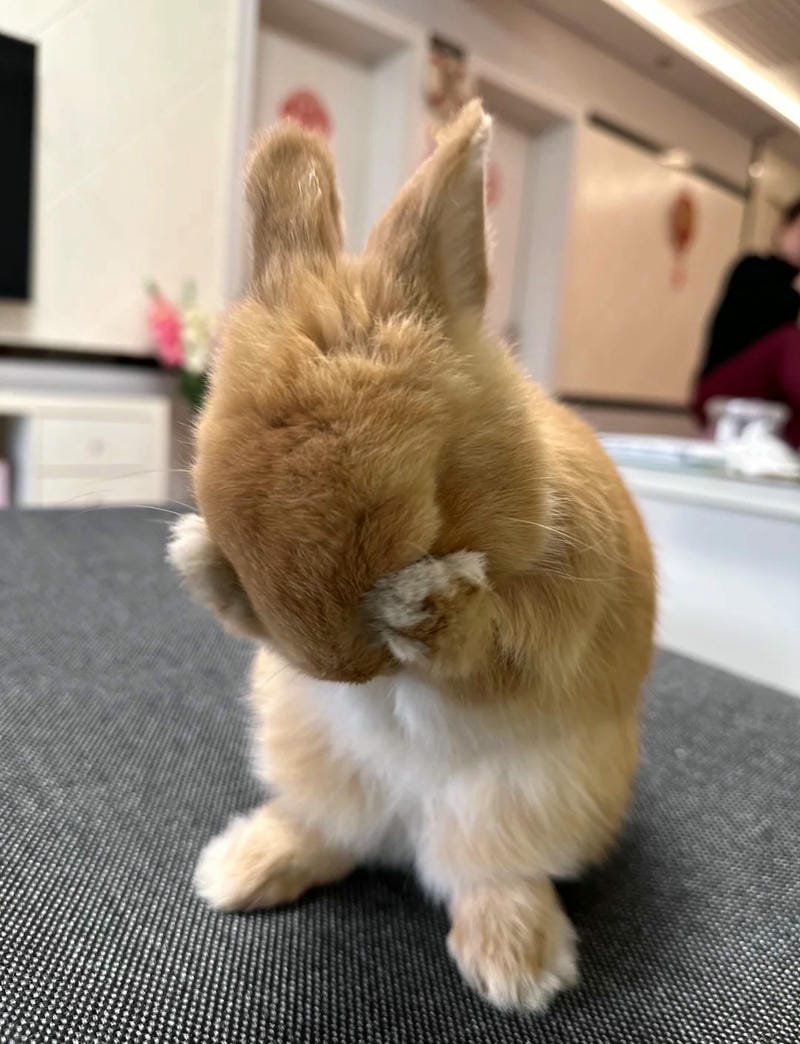 Hình ảnh con thỏ cute đang vui đùa ngoài trời