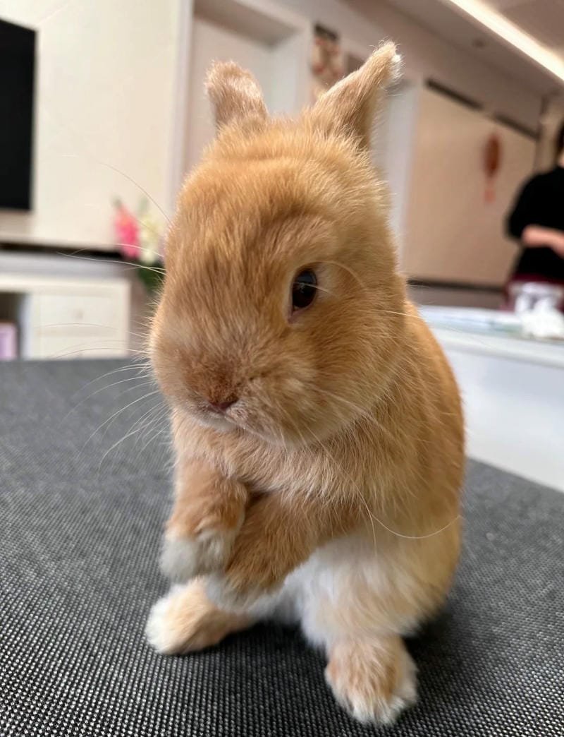 Hình ảnh con thỏ cute với bộ lông mềm mại