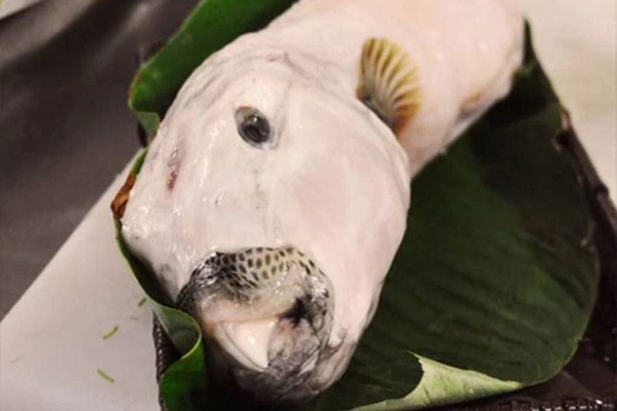 Cá mặt thỏ