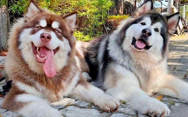 Ảnh chó Alaska hài hước