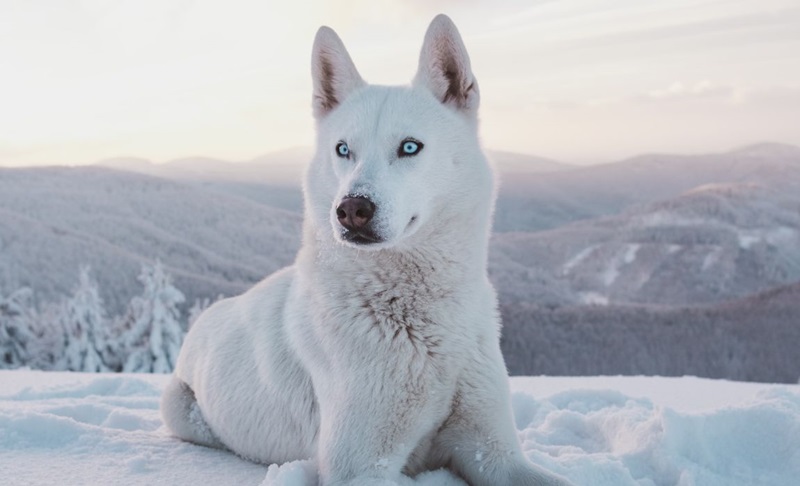 Giống chó Alaska