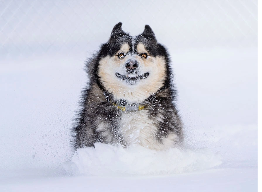 Ảnh chó Alaska hài hước