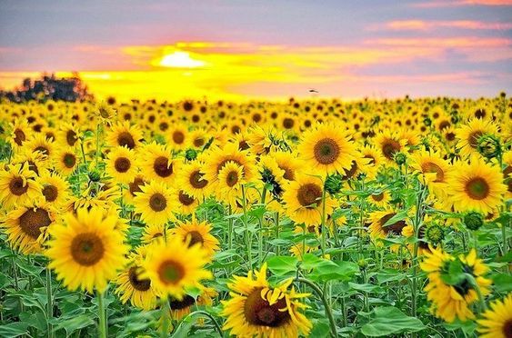 hình nền hoa hướng dương đẹp cho điện thoại