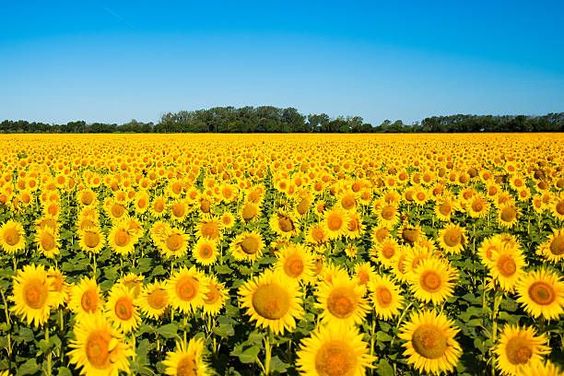 tải ảnh hoa hướng dương đẹp nhất