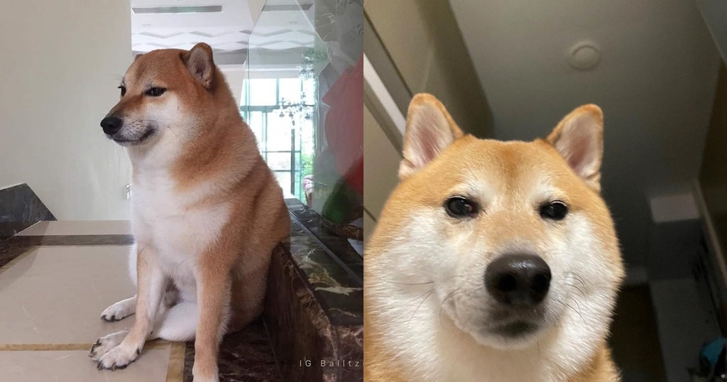 Chú chó Cheems - "thánh meme" - Website