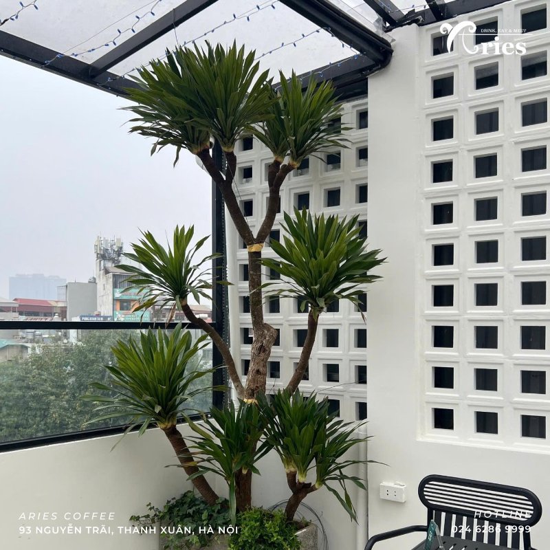 Laguna Coffee ( Nguồn ảnh: Sưu tầm )