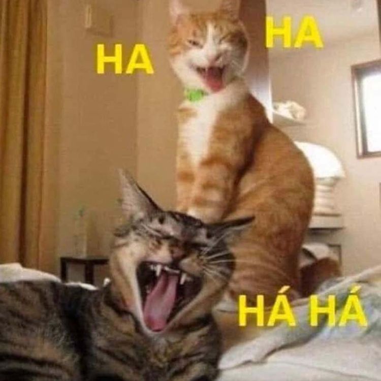 Meme mèo bựa cười