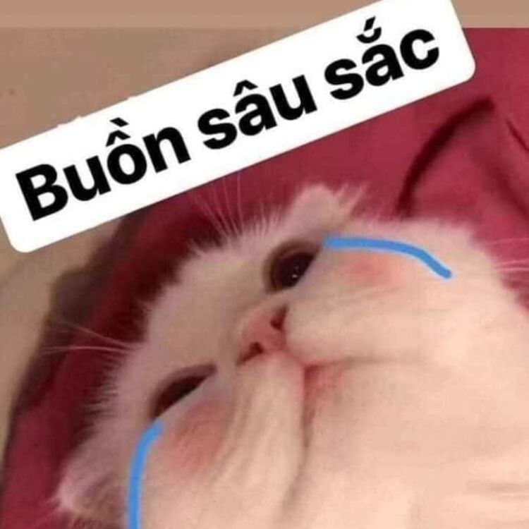 Meme mèo khóc