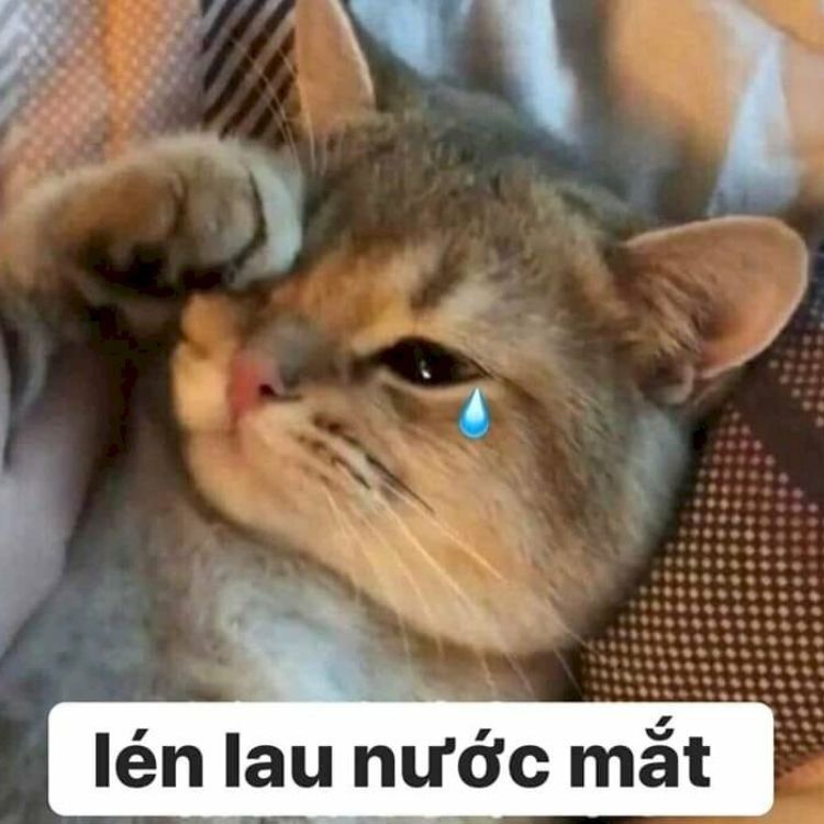 Meme mèo bựa khóc
