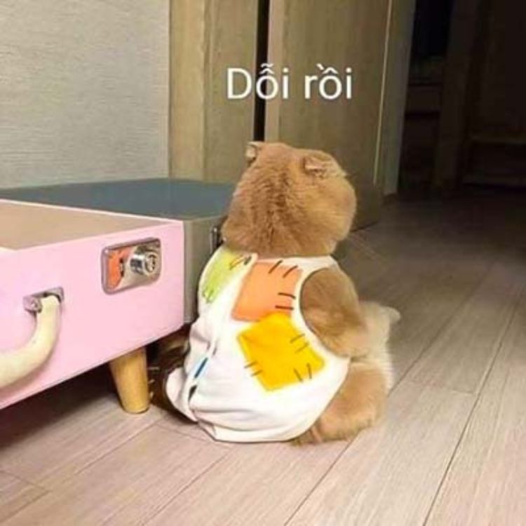Meme mèo bựa ra đời như thế nào?