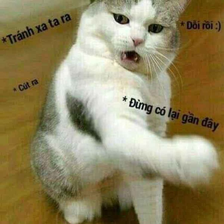 Meme mèo dỗi