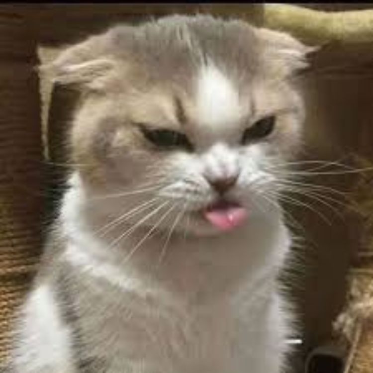 Meme mèo bựa dỗi