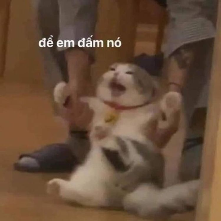 Meme mèo bựa dỗi