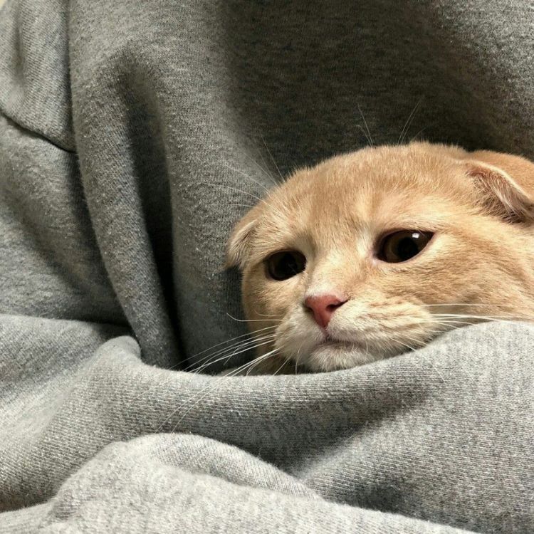Meme mèo bựa ra đời như thế nào?