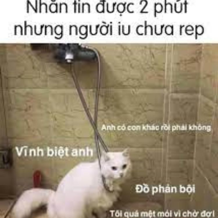 Meme mèo dỗi